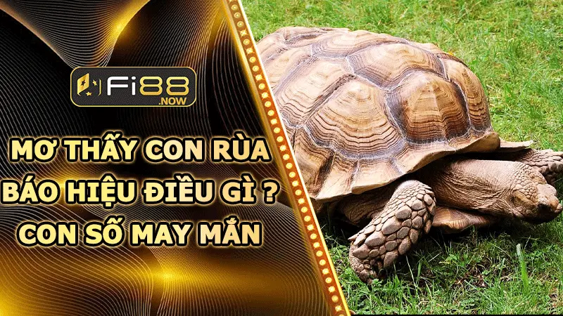 Ý nghĩa mơ thấy con rùa? Điều bí ẩn phía sau?